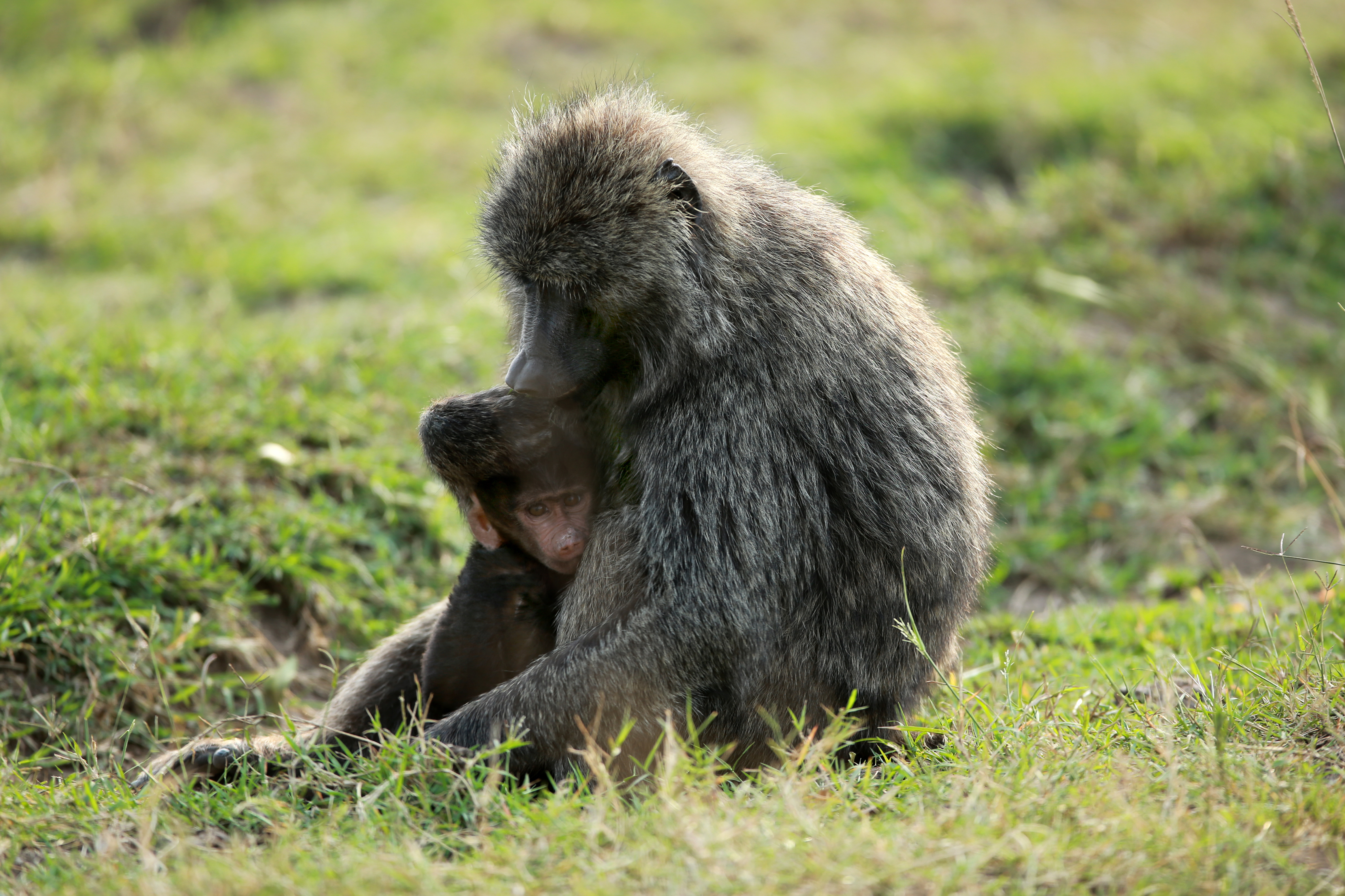 Étreinte maternelle - exposition "Animal et vulnérabilités"